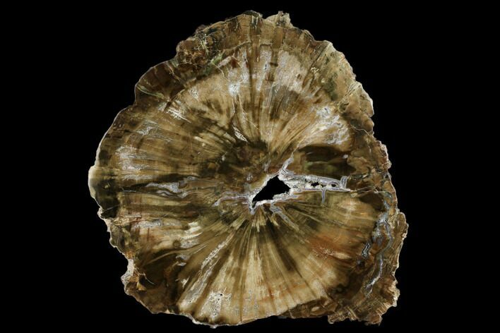 Triassic Petrified Wood (Woodworthia) Round - Zimbabwe #181834
